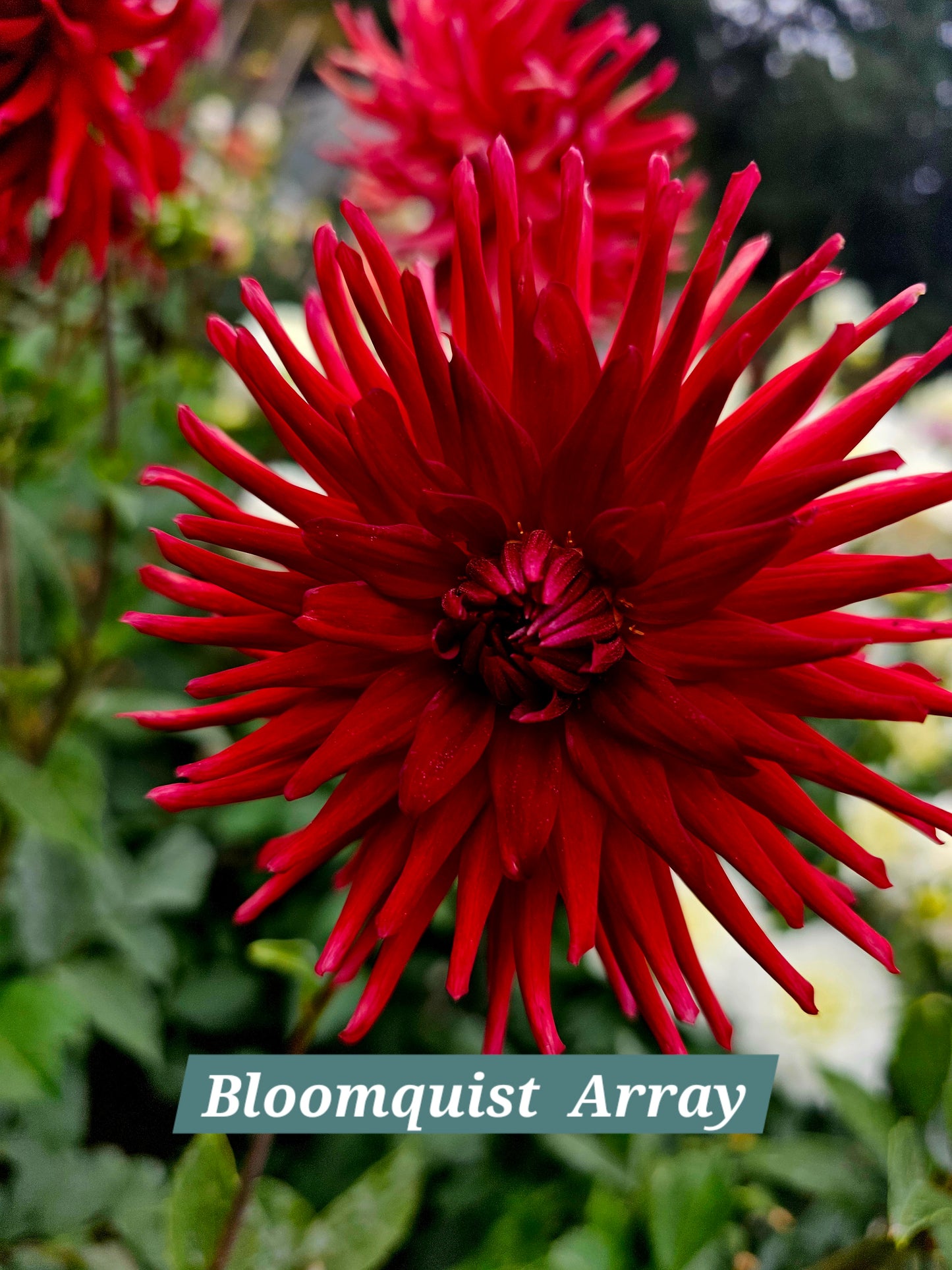 Bloomquist Array
