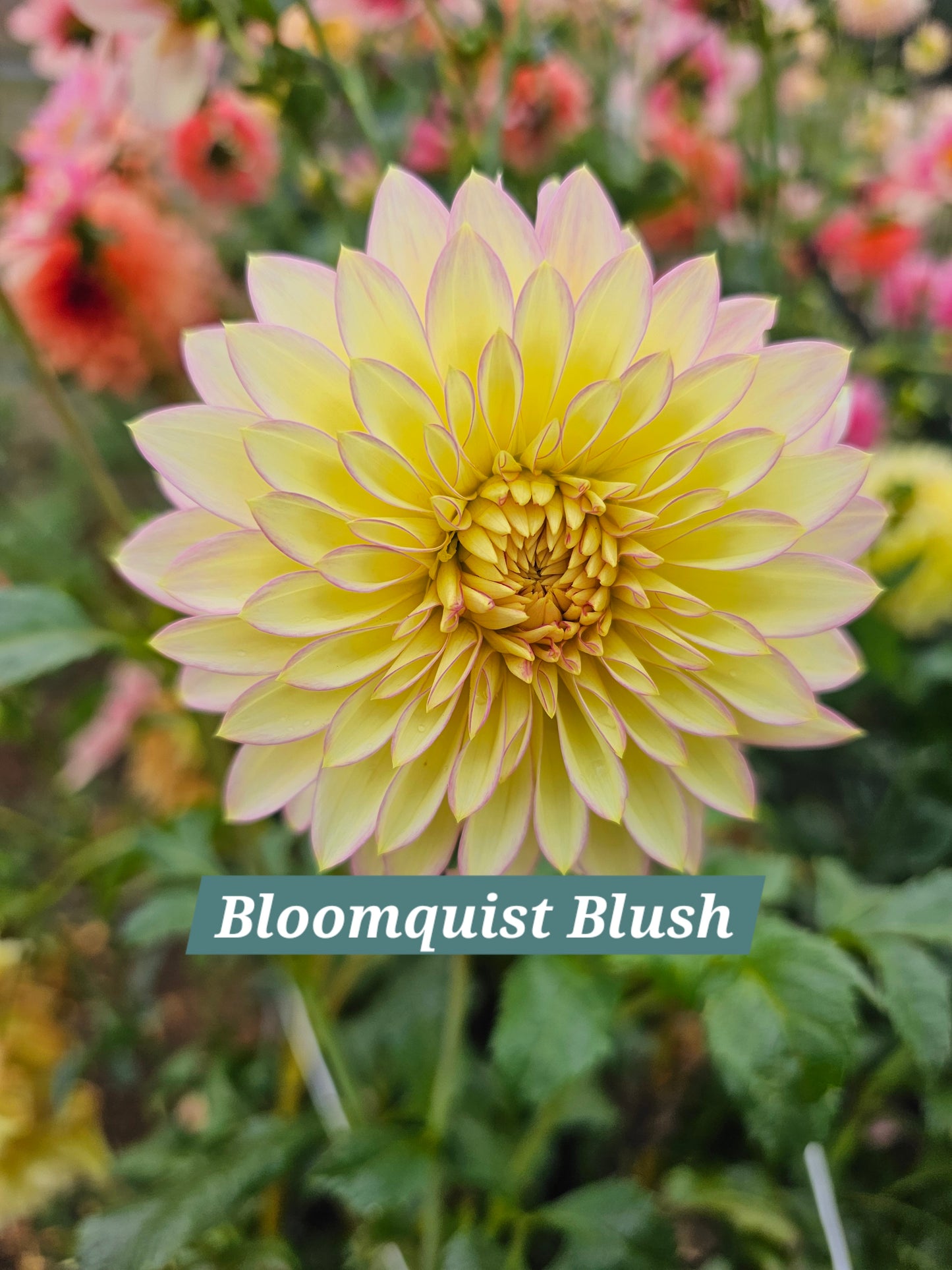 Bloomquist Blush