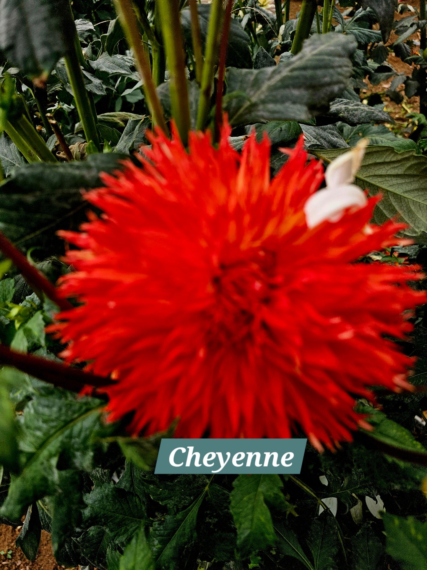 Cheyenne