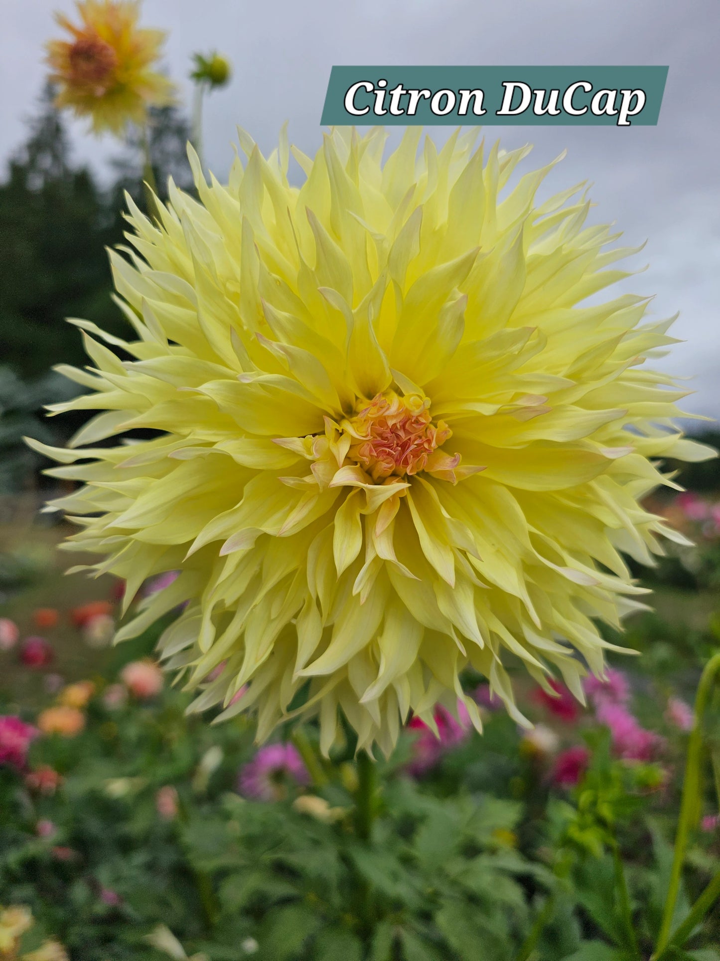 Citron Du Cap