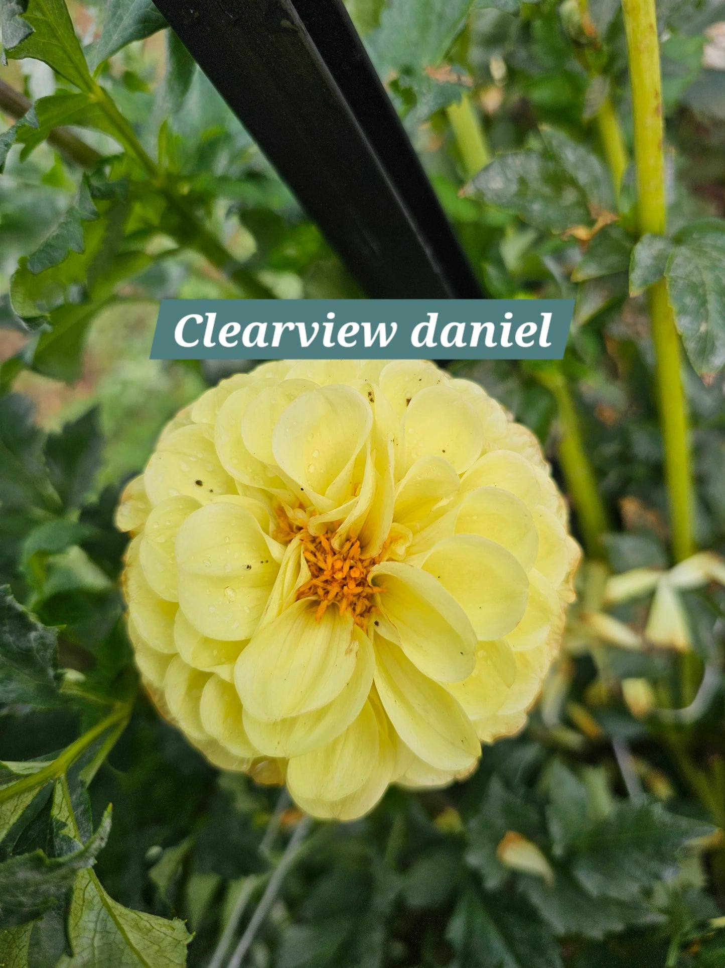 Clearview Daniel