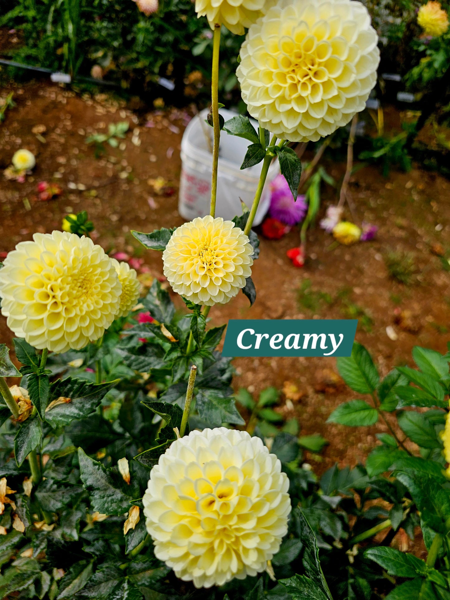 Creamy