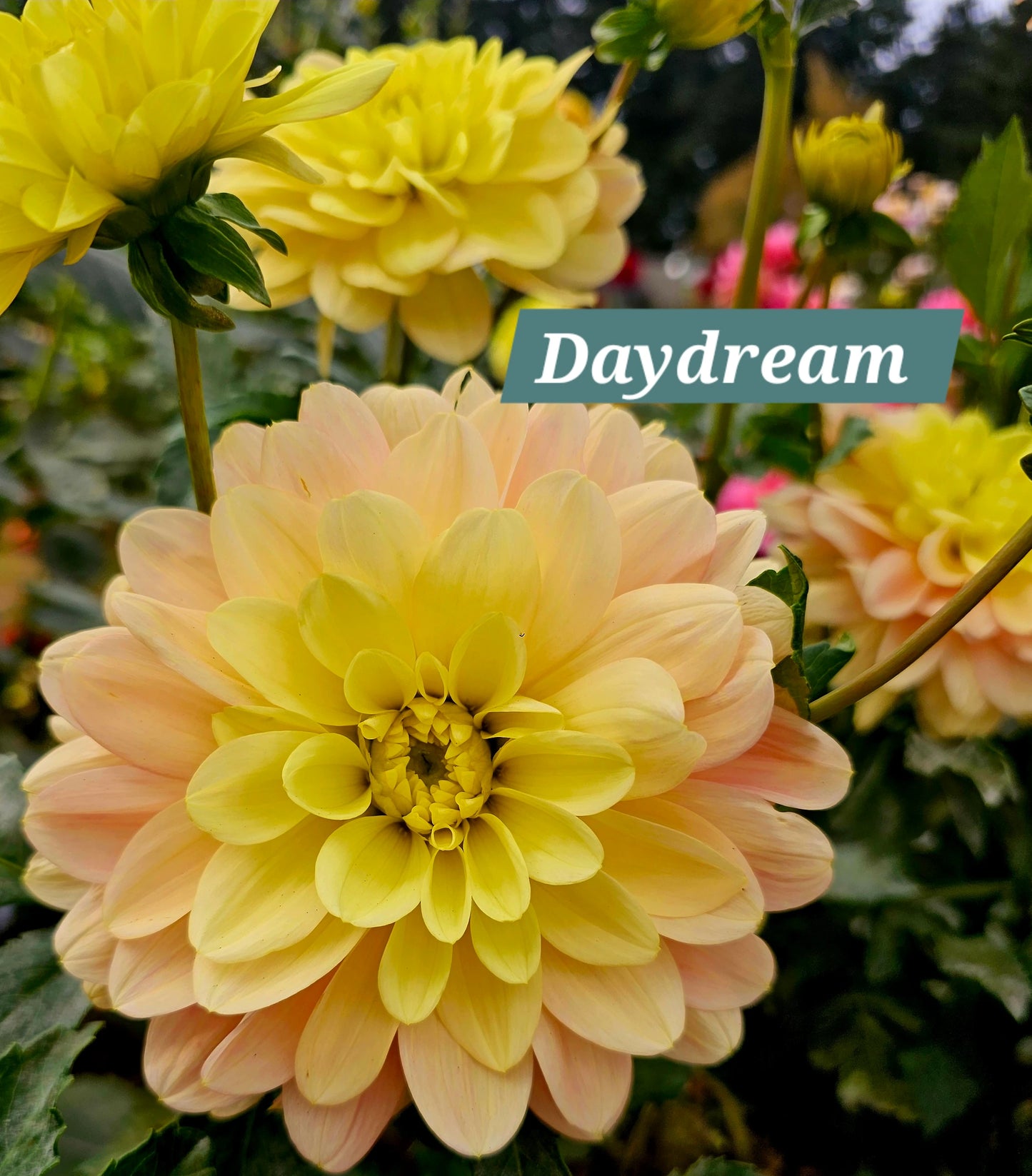 Day Dreamer