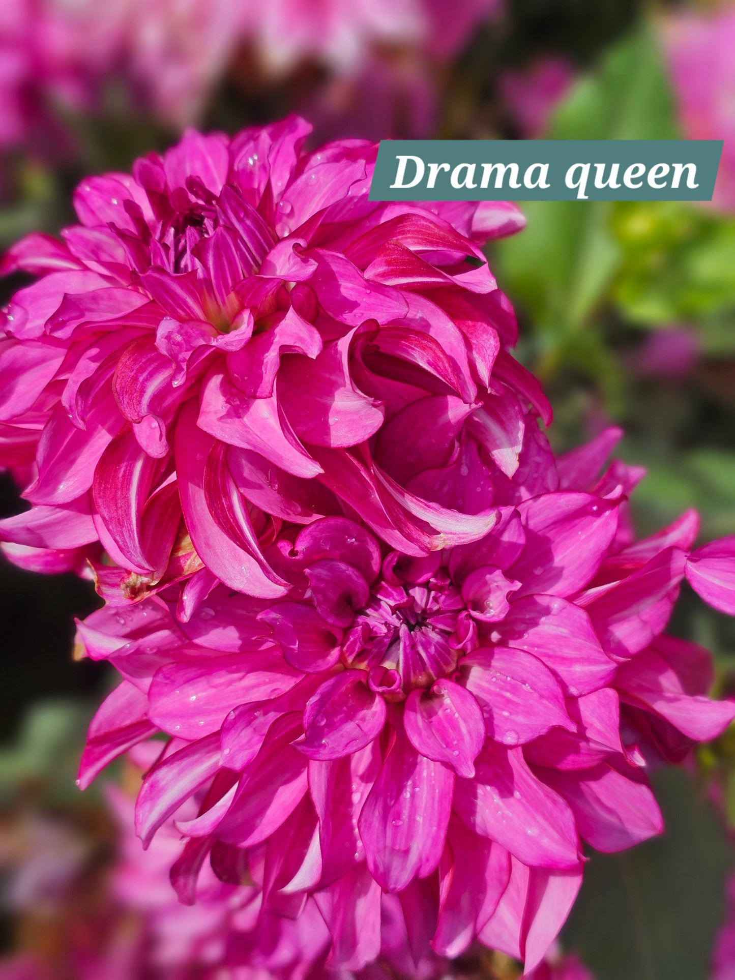 Drama Queen
