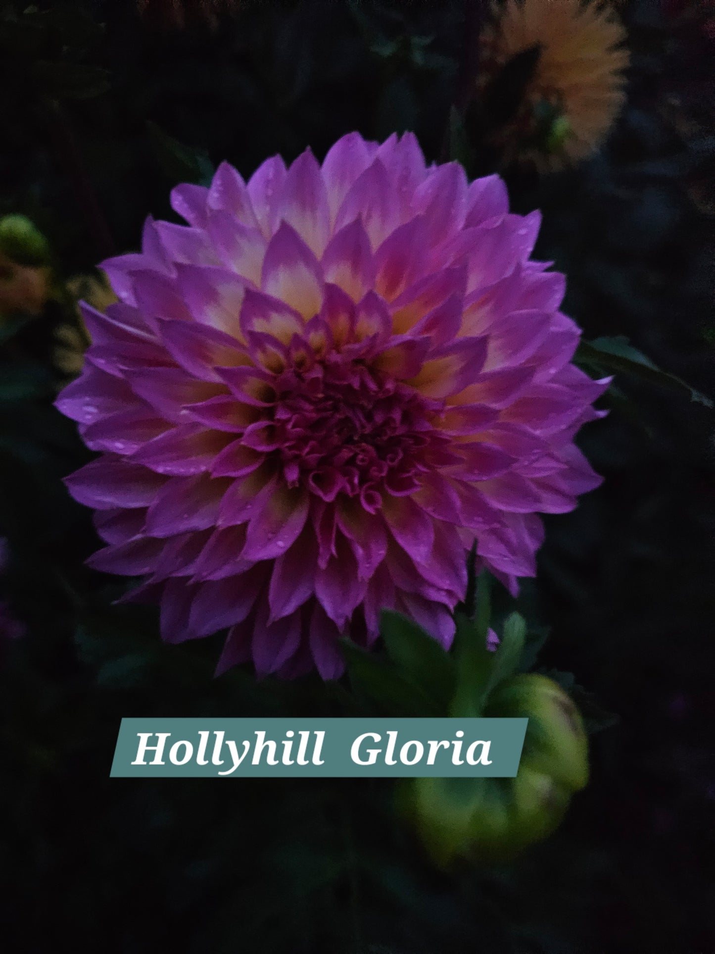Hollyhill Gloria