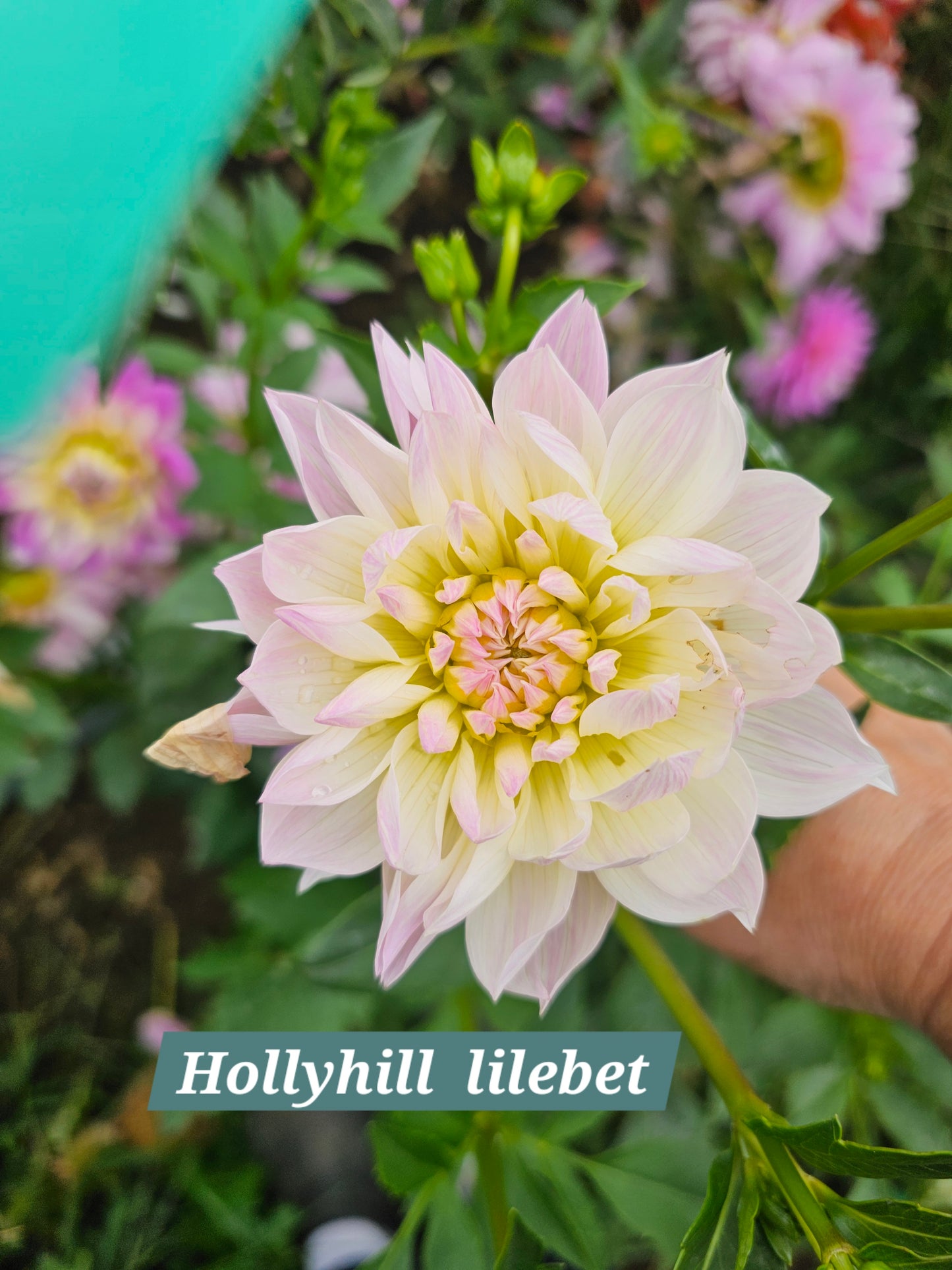 Hollyhill Lilibet