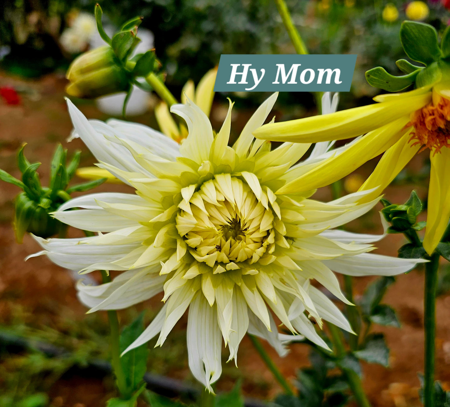 Hy Mom