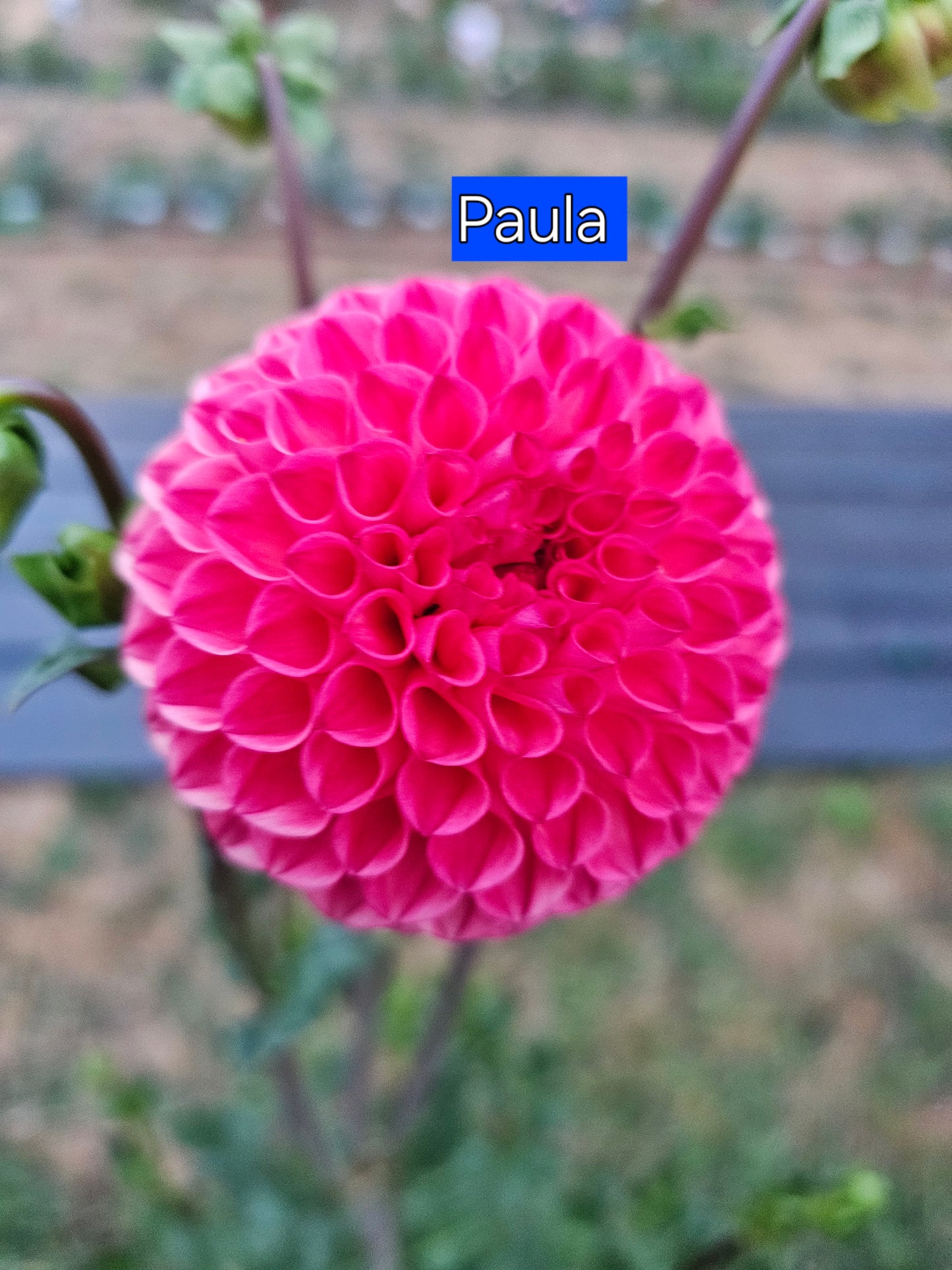 Ilers Paula