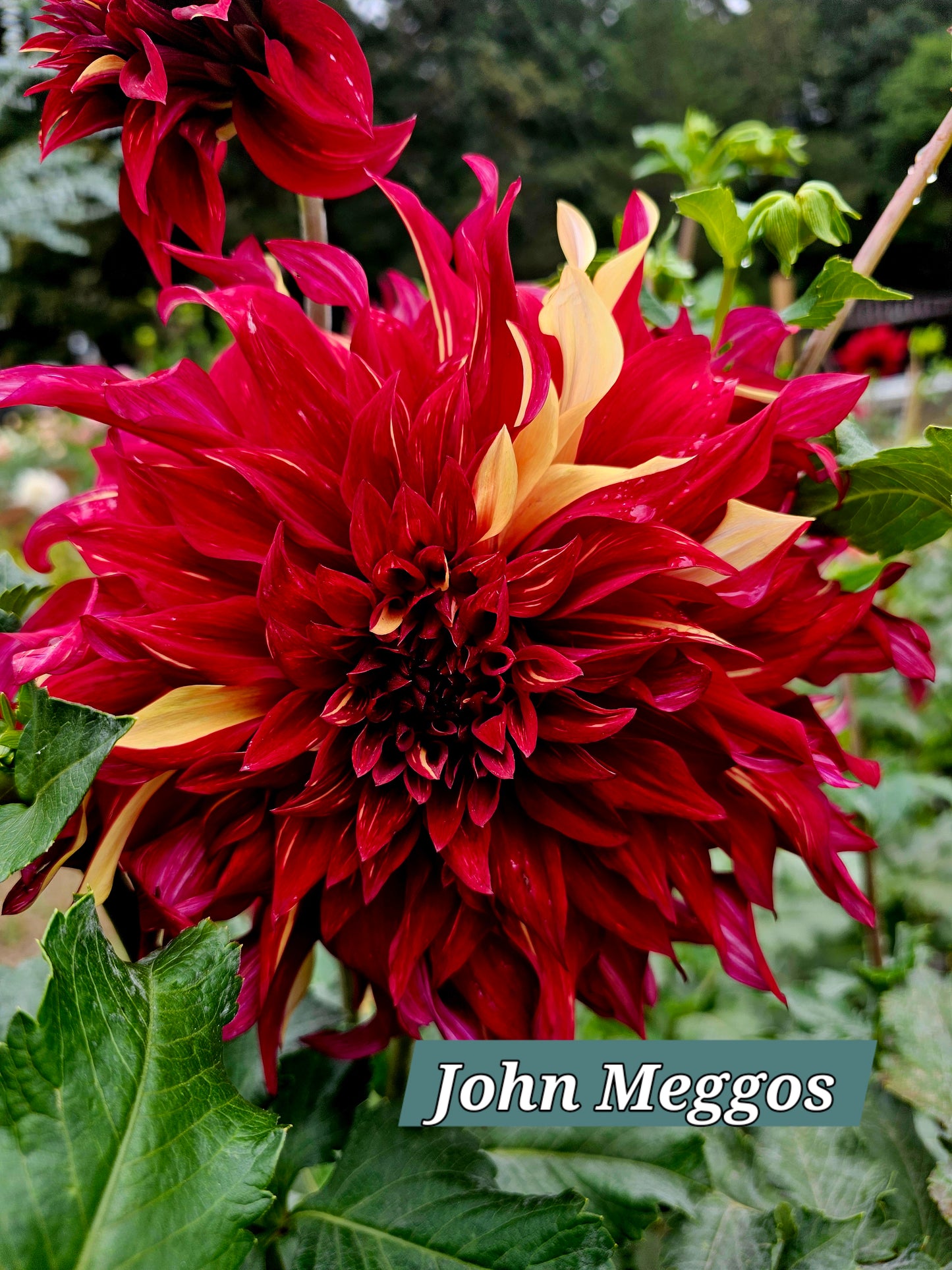 John Meggos