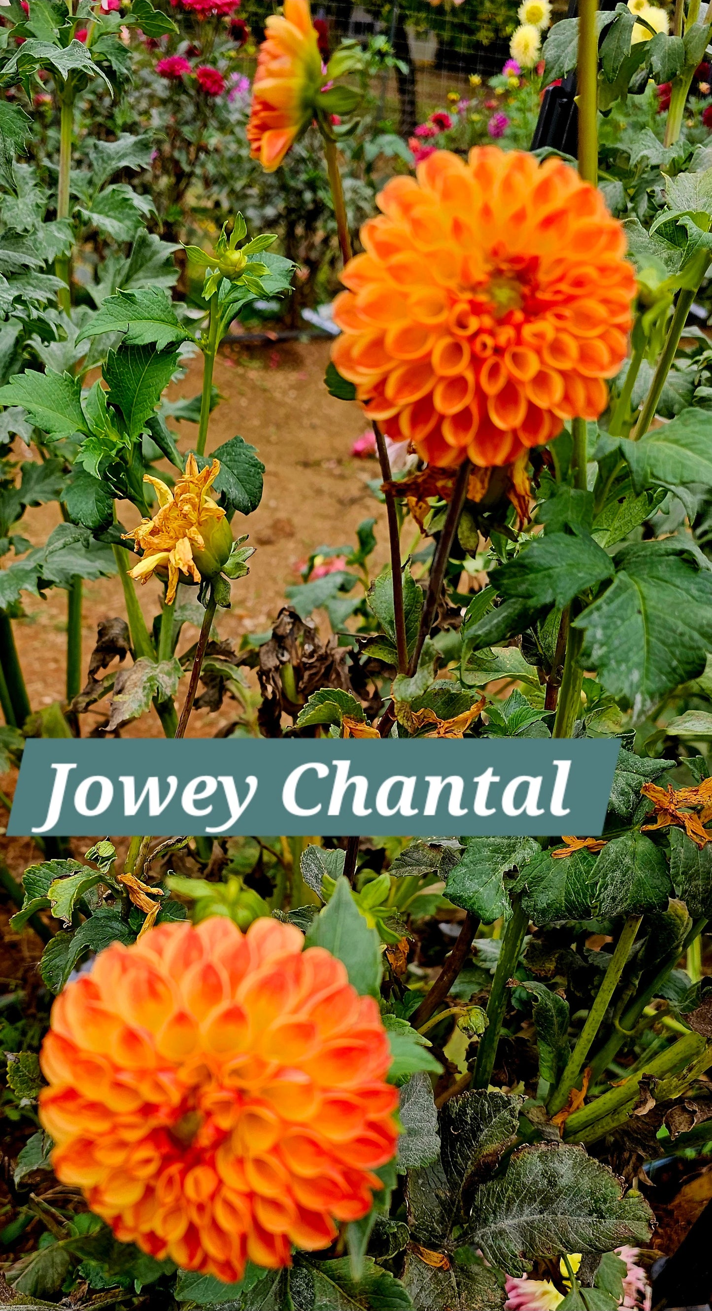 Jowey Chantal