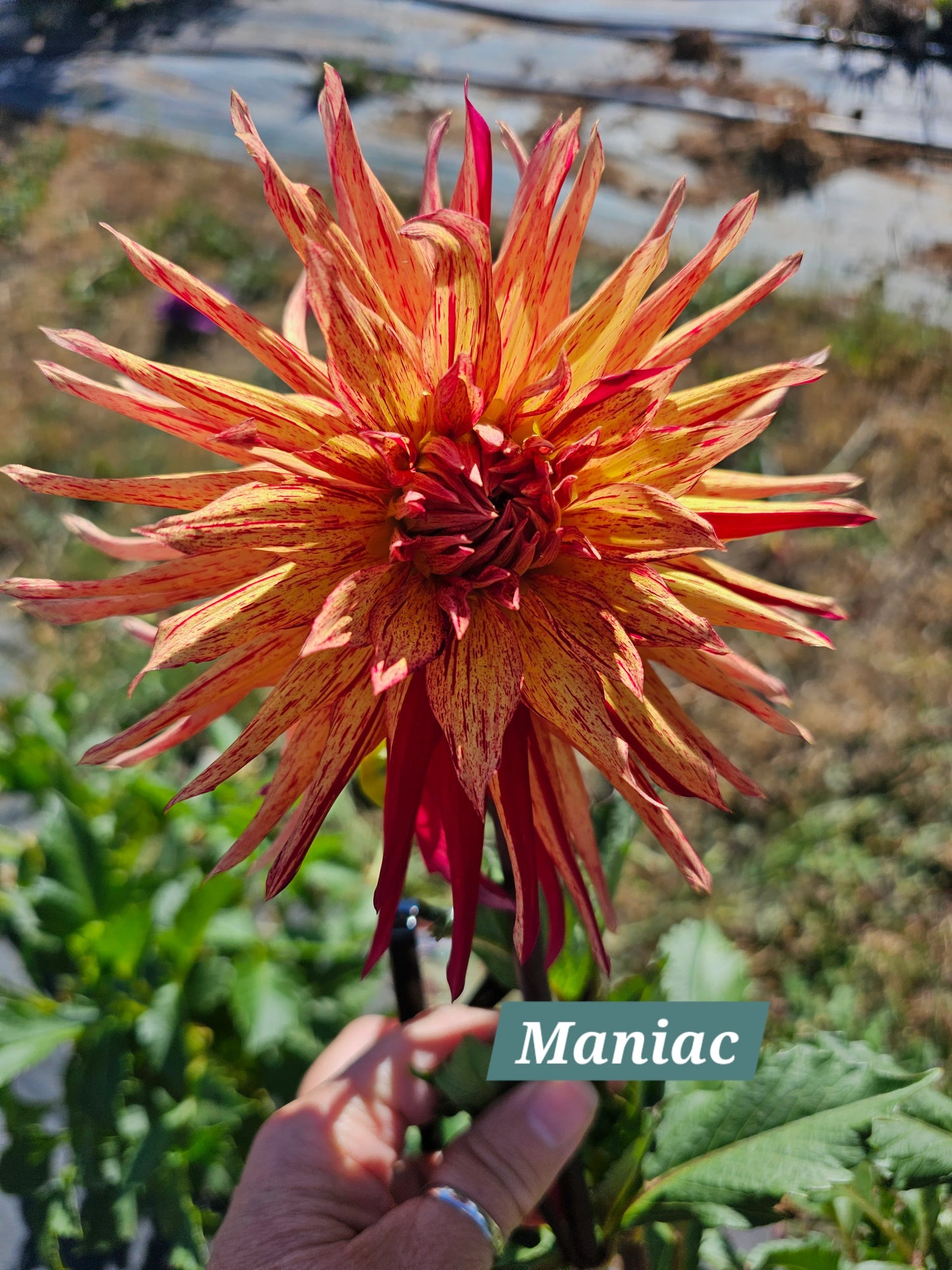 Maniac