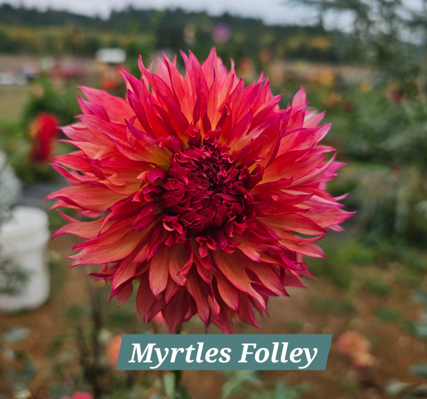 Myrtles Folly
