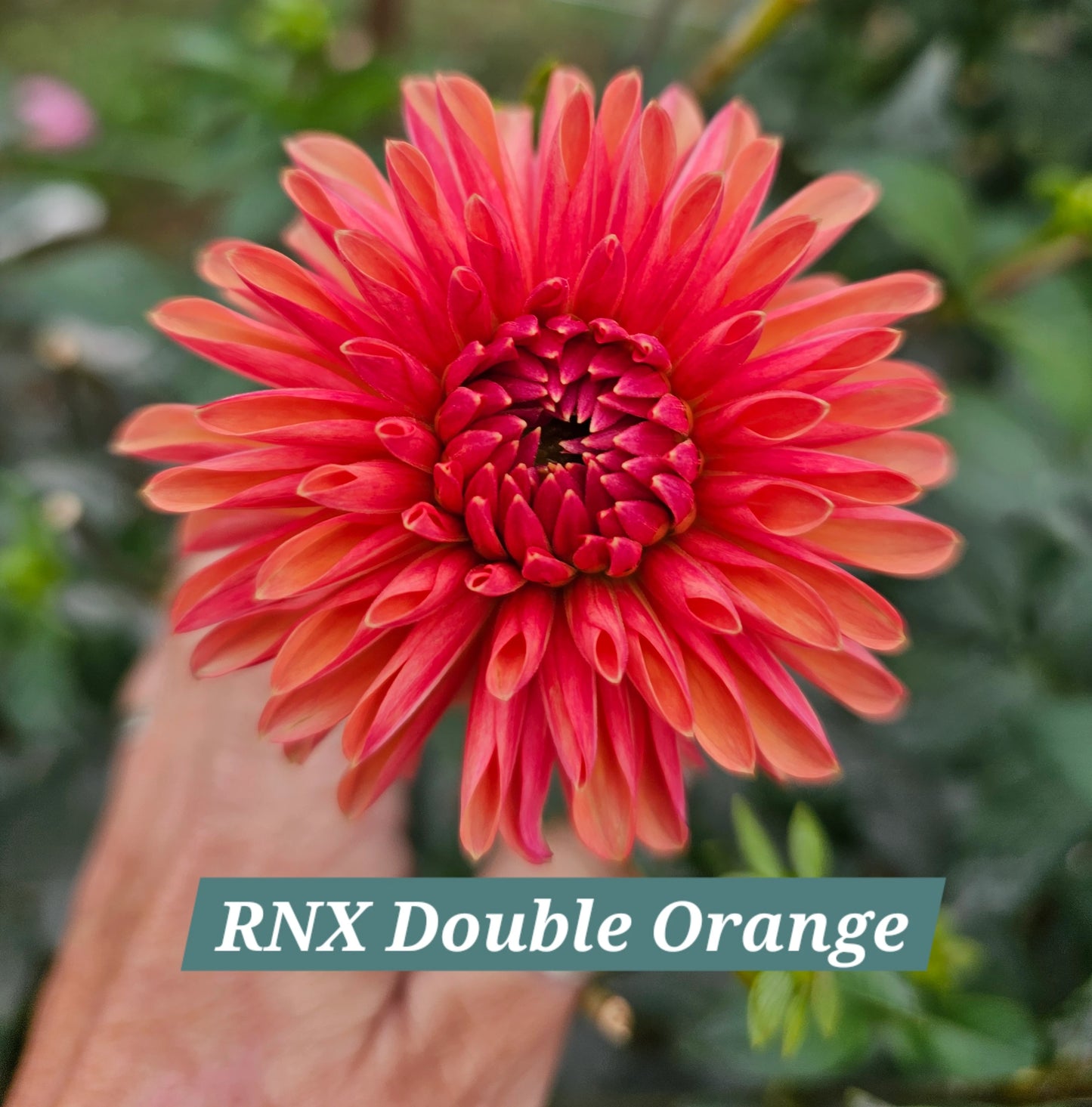 RNX Double Orange