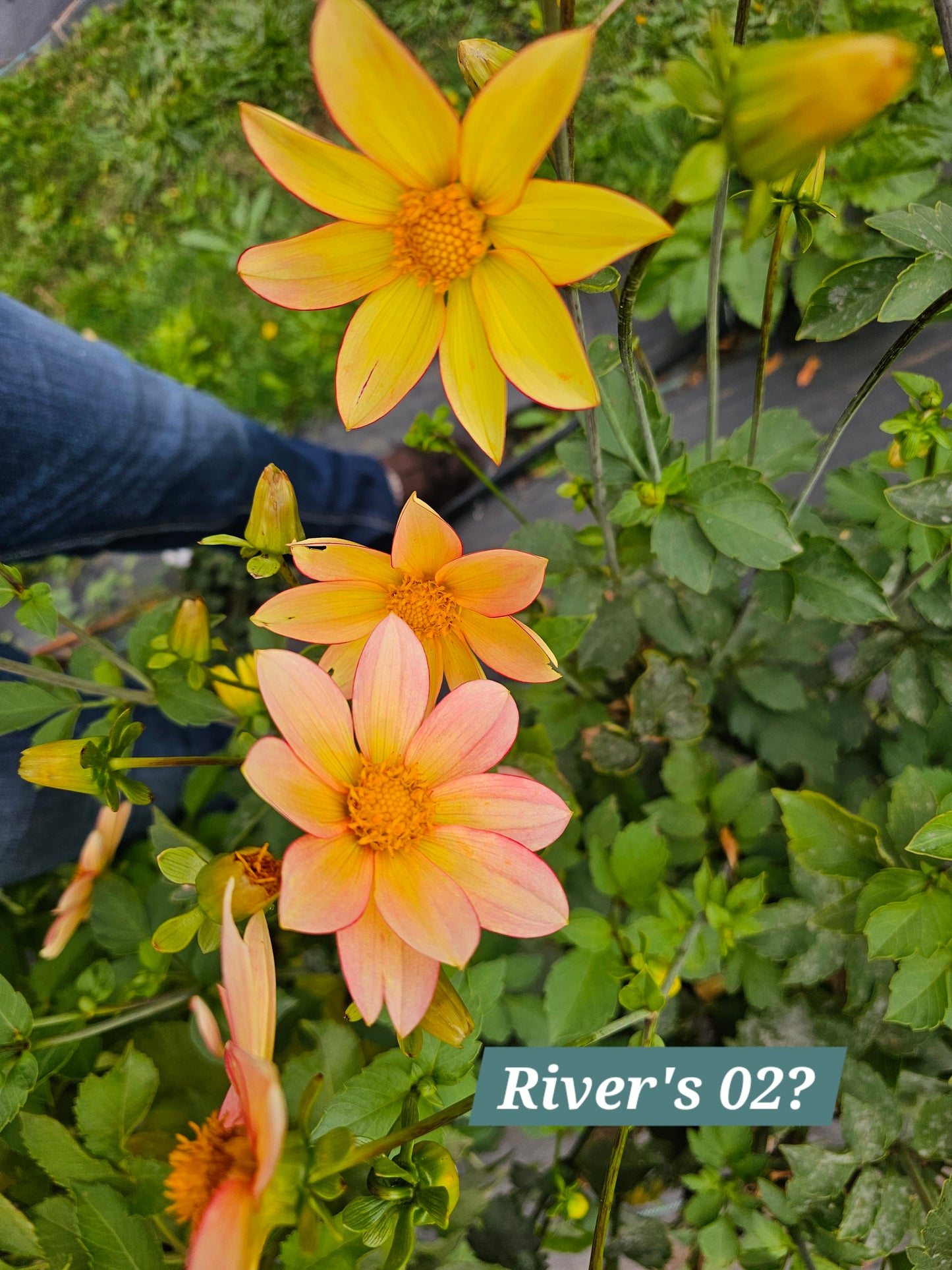 River's Peach Bellini