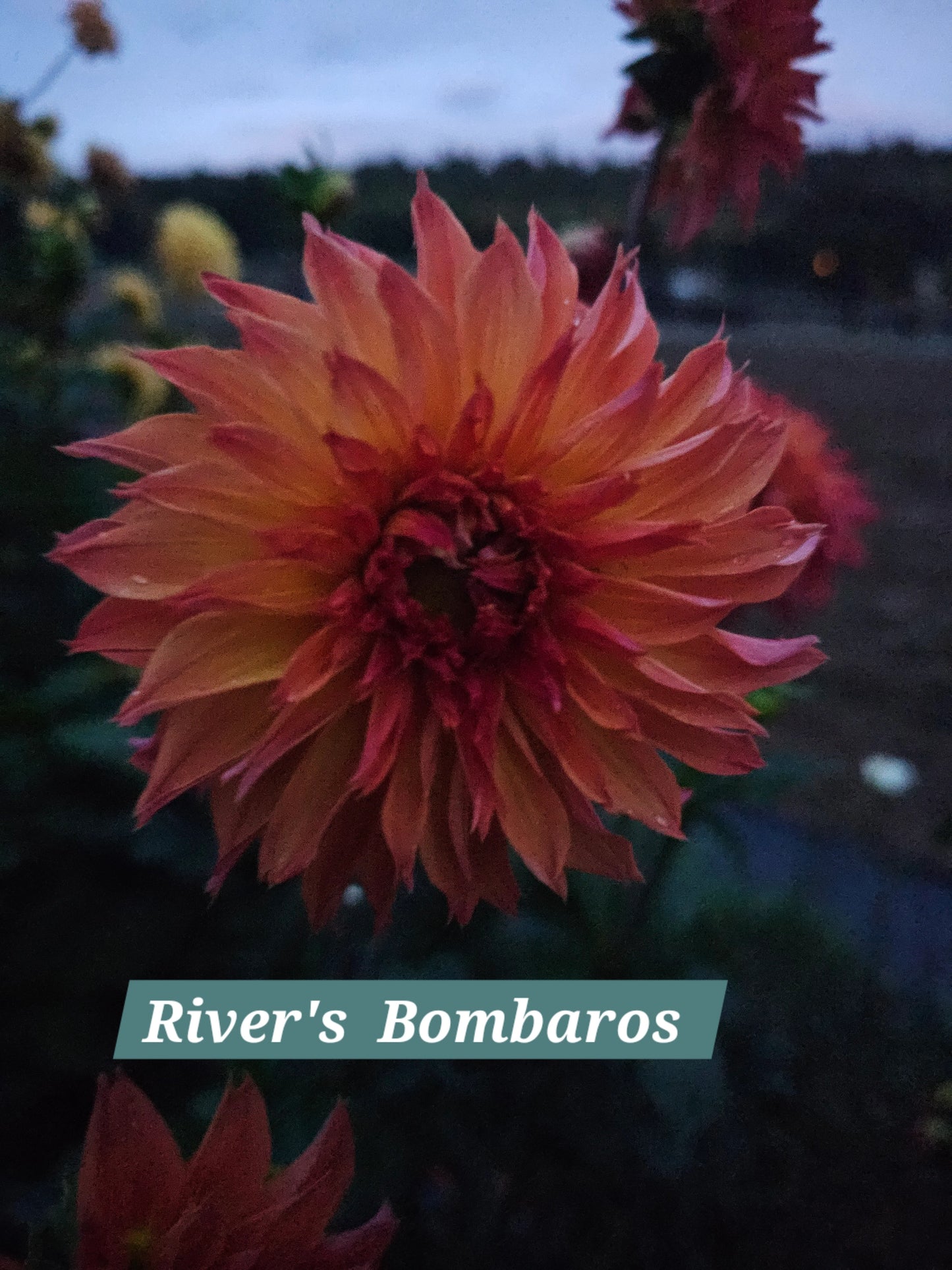 River's Bombaros
