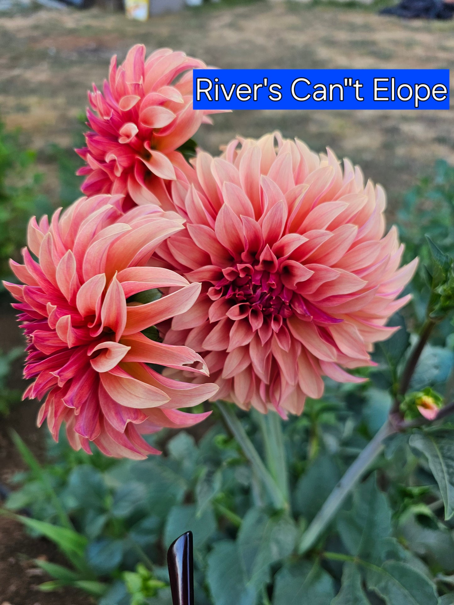 River's Can't Elope