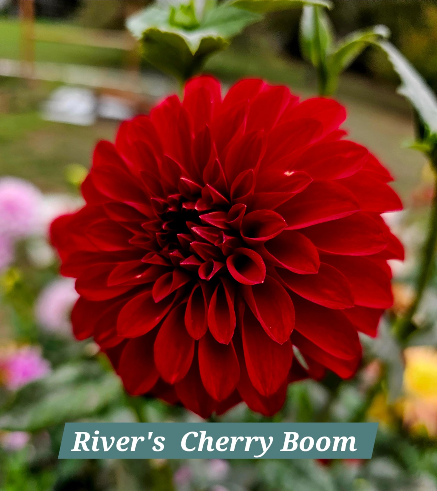 River's Cherry Bomb