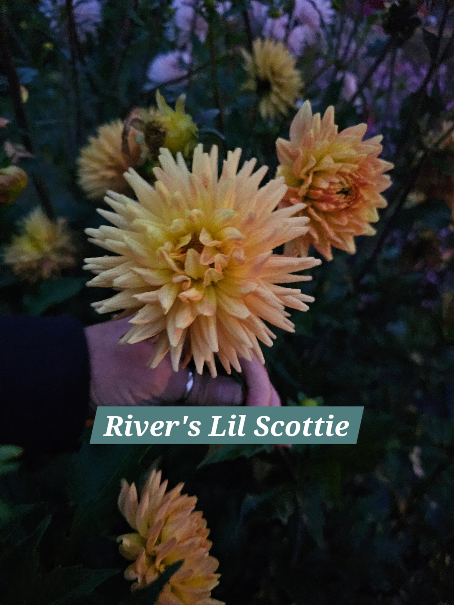 River's Lil Scottie