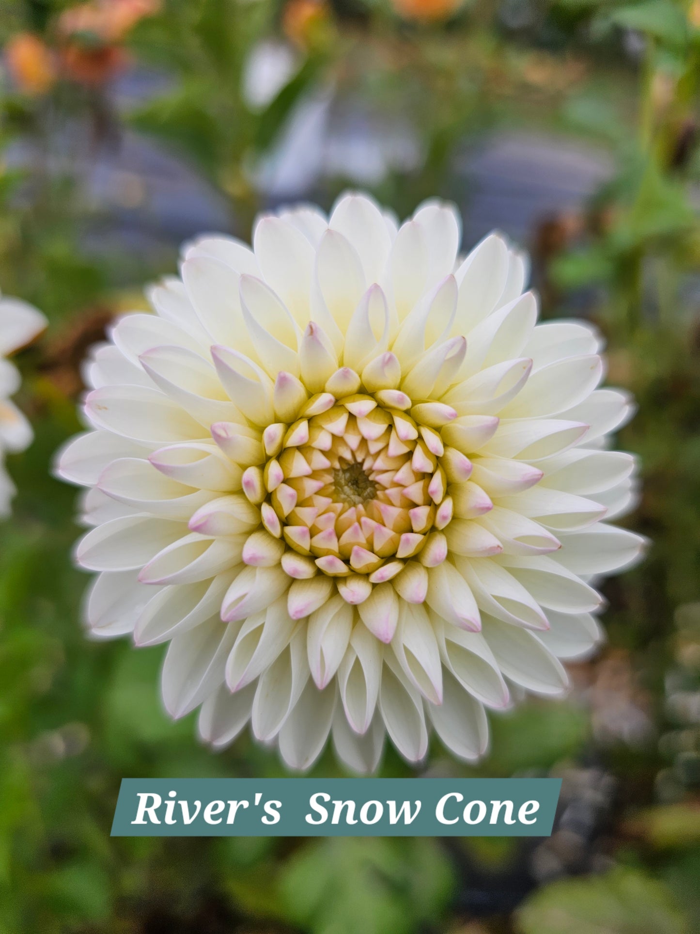 River's Snow cone