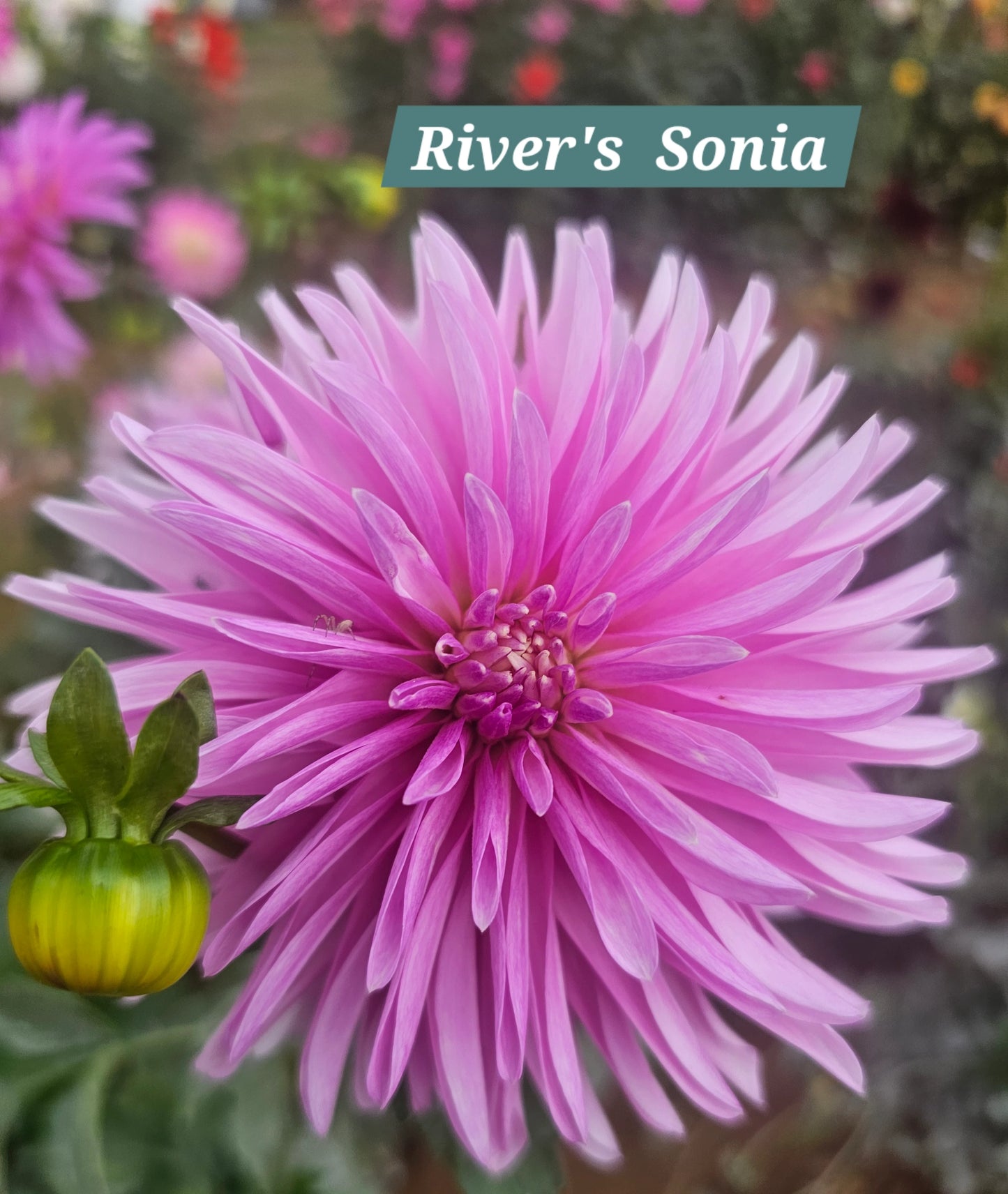 River's Sonia