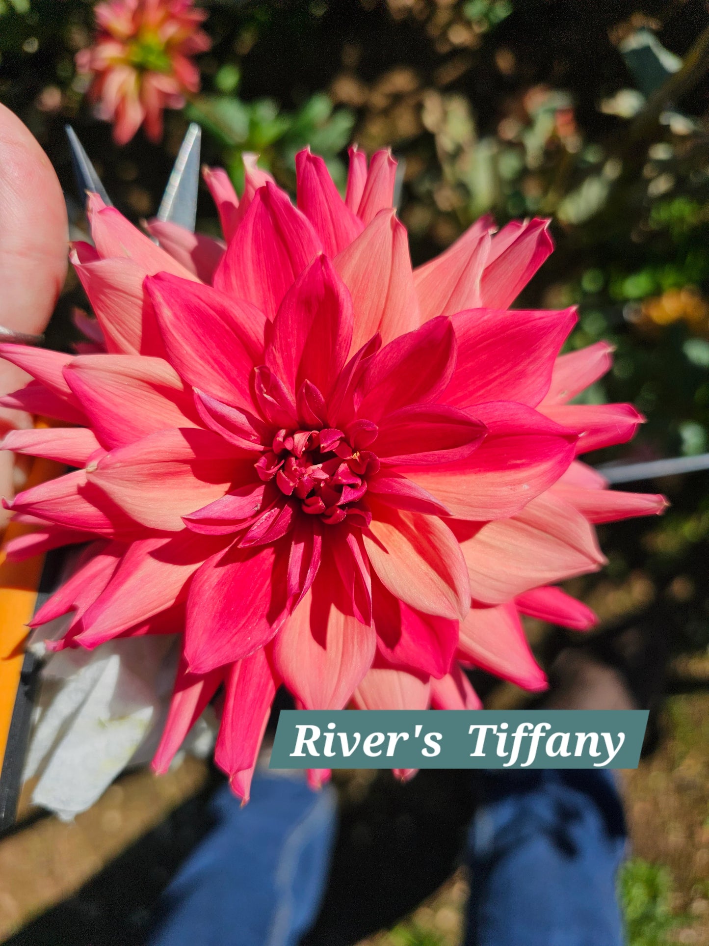 River's Tiffany