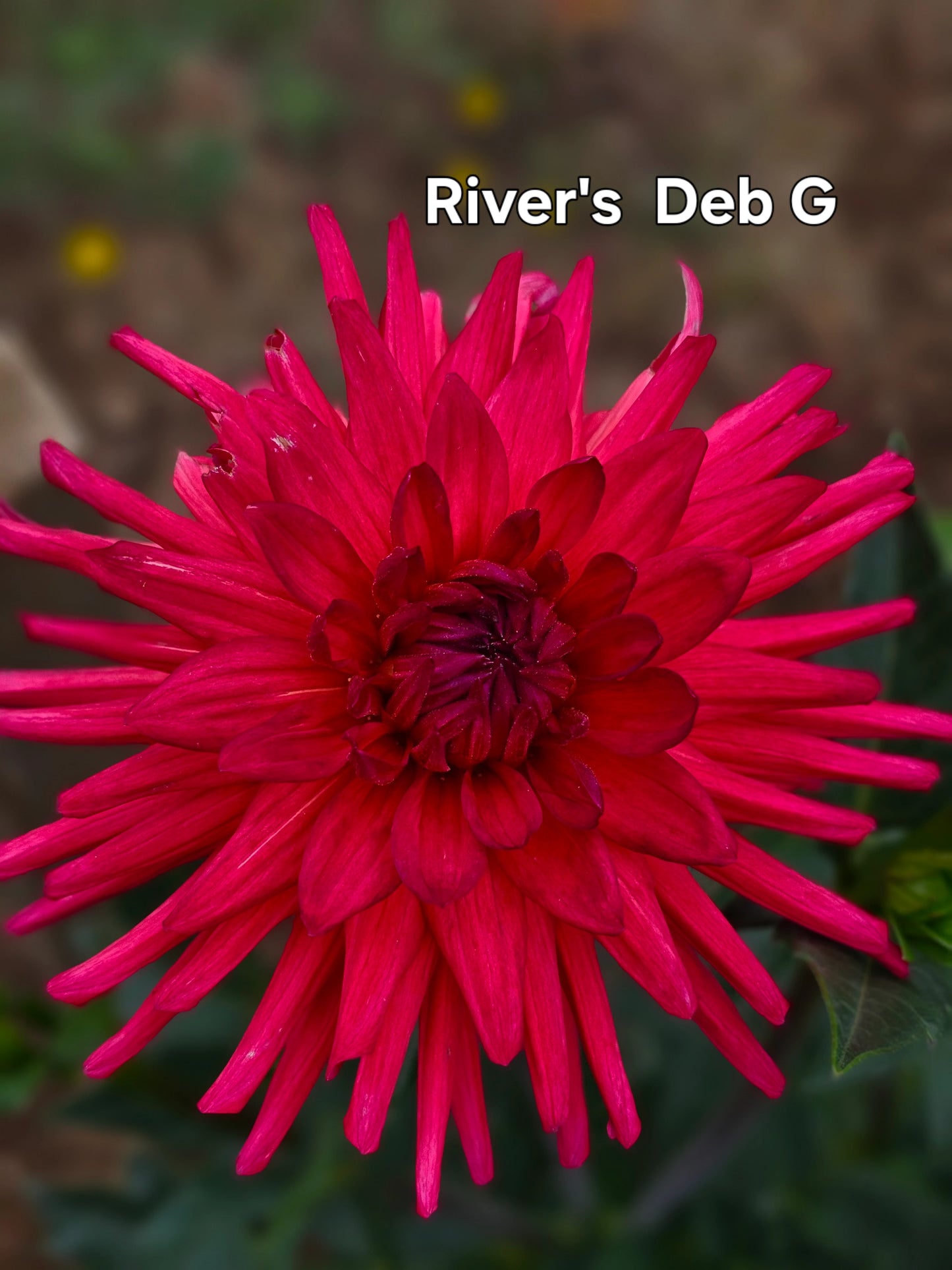 River's Deb G