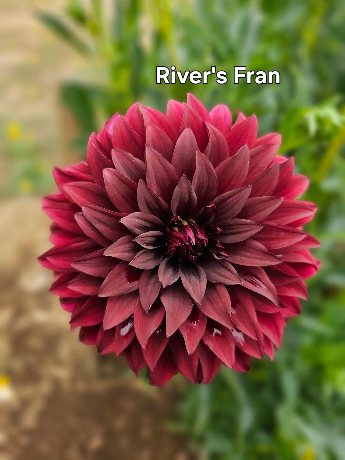 River's Fran