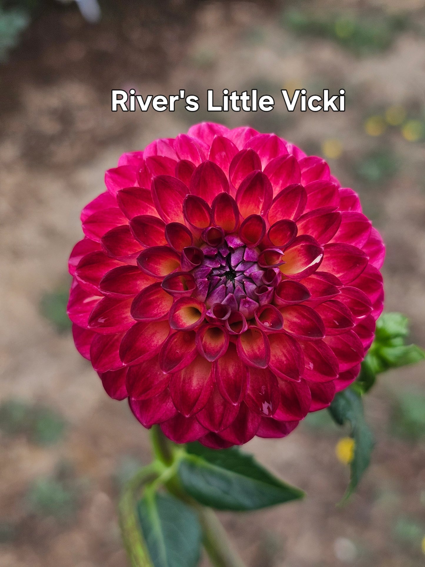 River's little Vicki