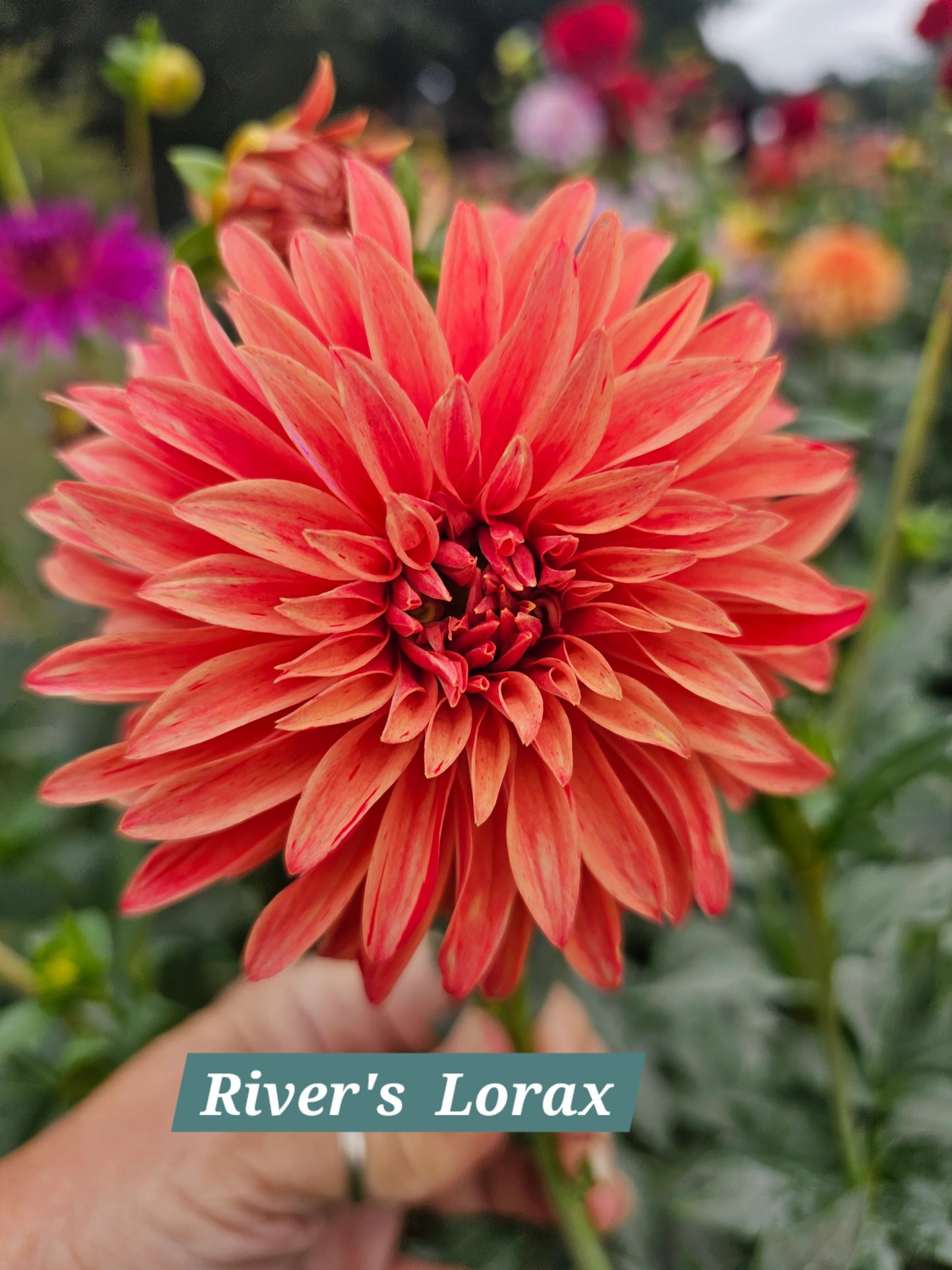 River's Lorax