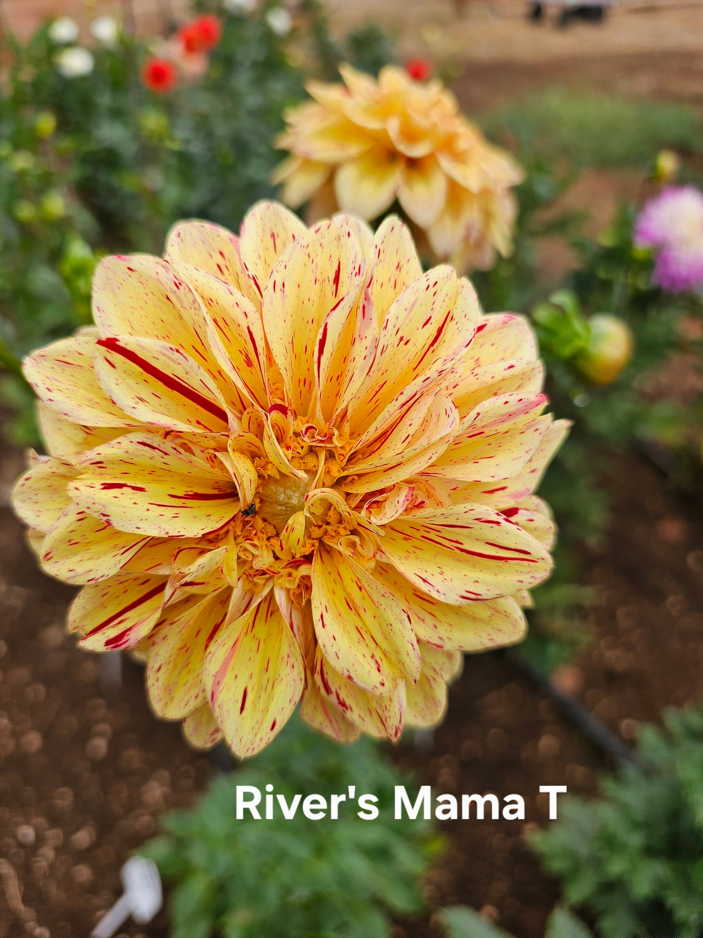 River's Mama T