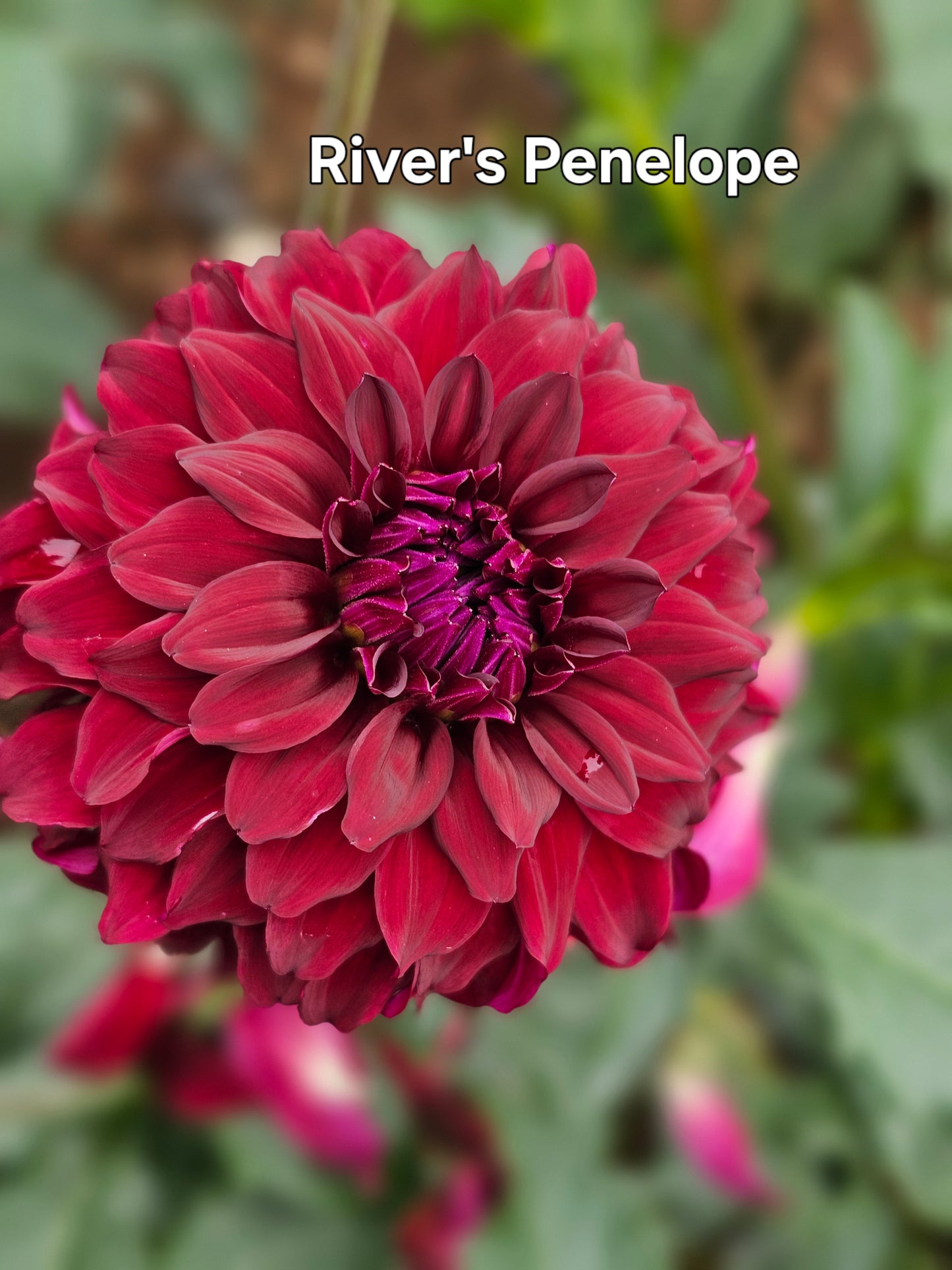 River's Penelope