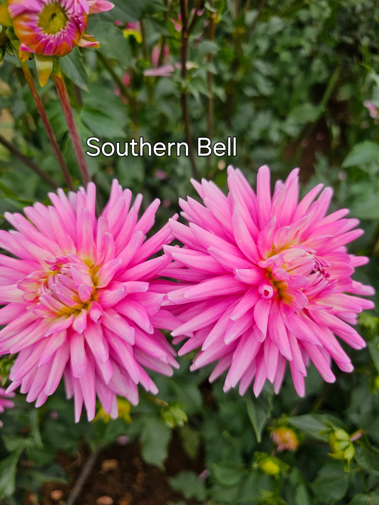 Southern Belle
