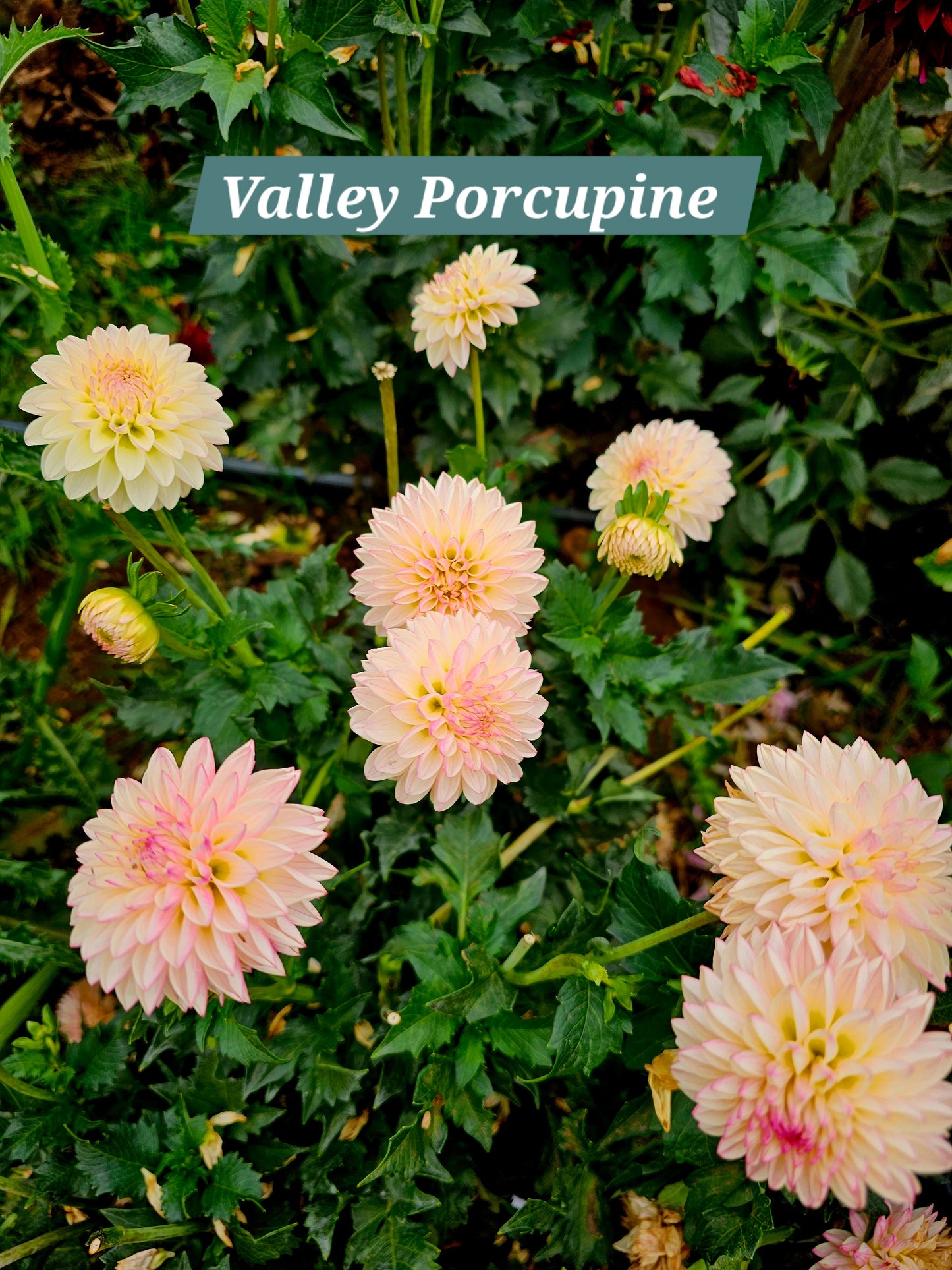 Valley Porcupine