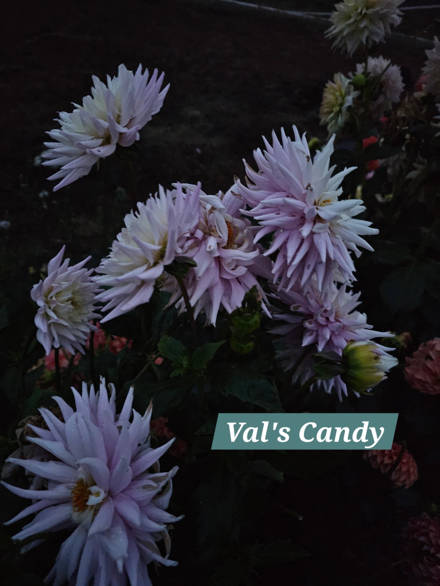 Val's Candy