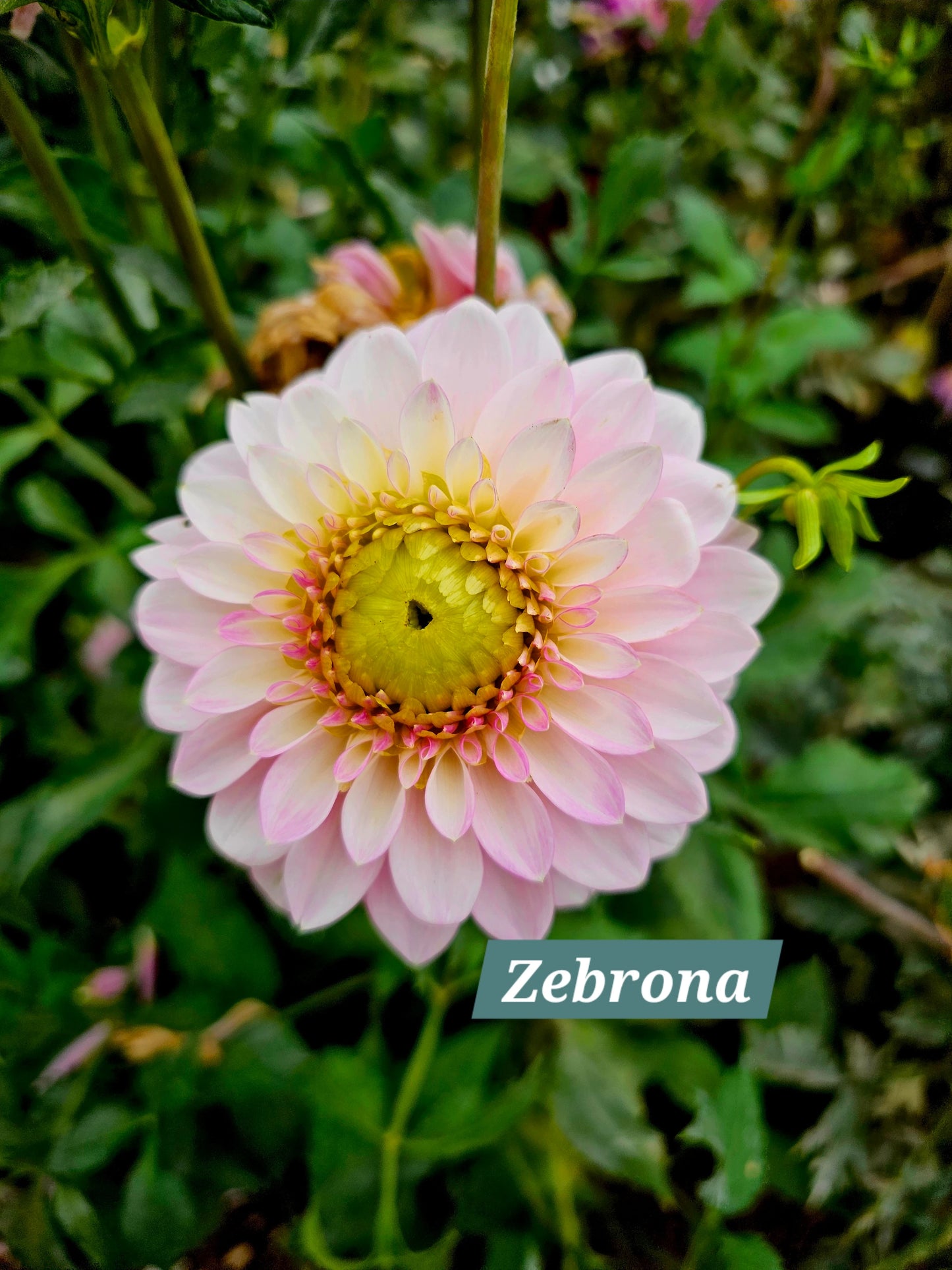 Zebrona