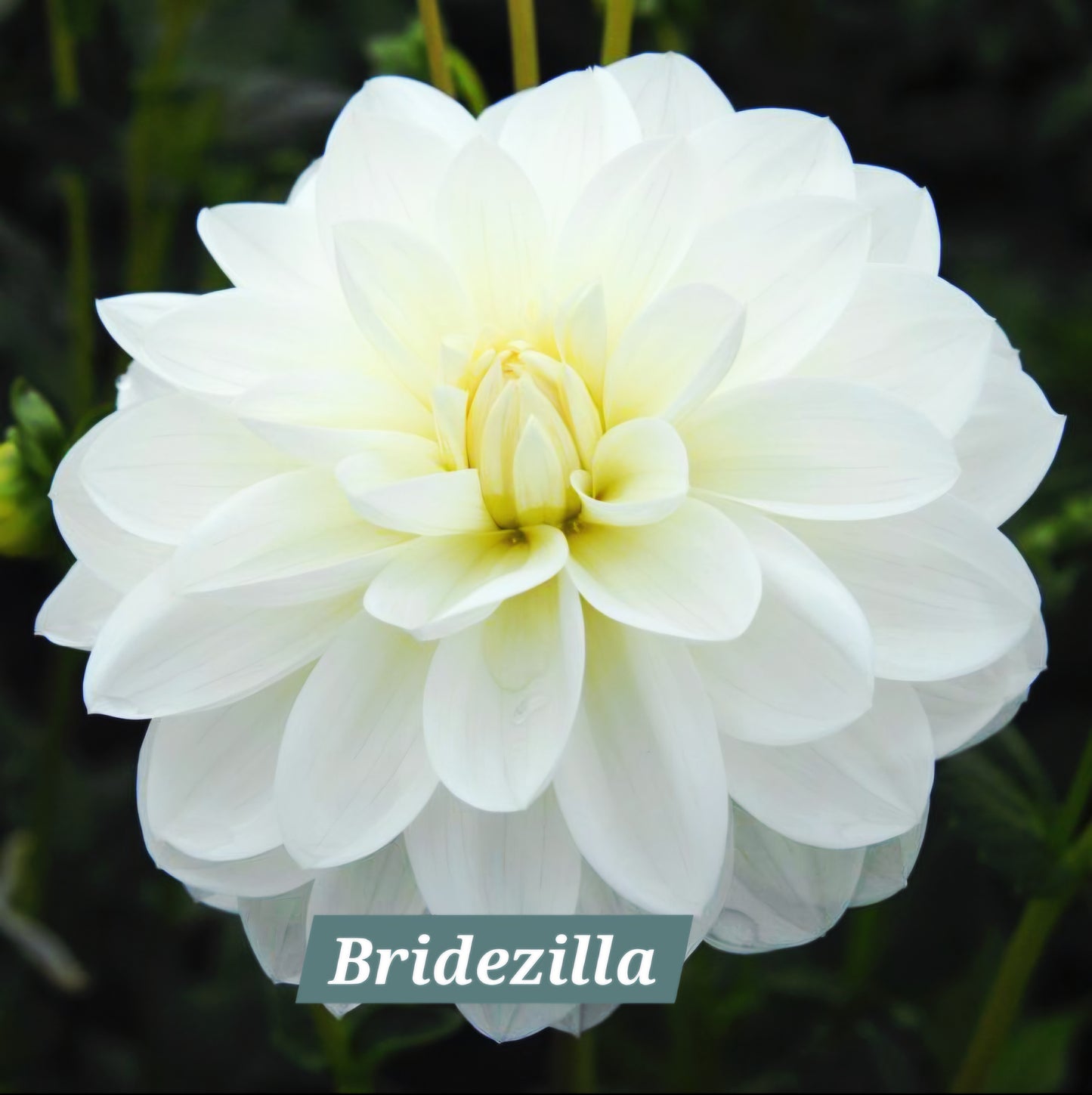 Bridezilla