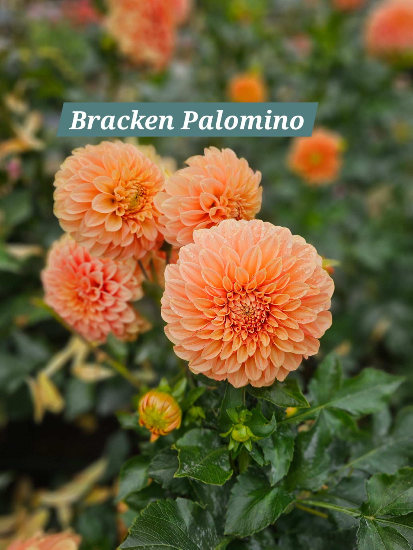 Bracken Palomino