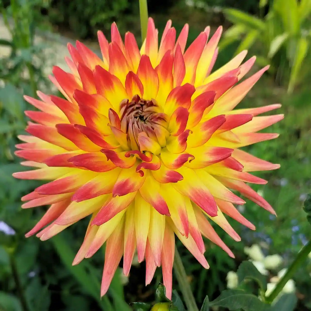 Chimacum Nadjae