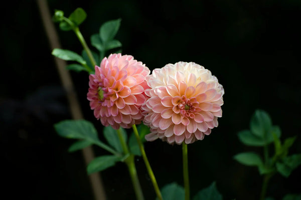 Multiply your dahlia collection by dividing tubers