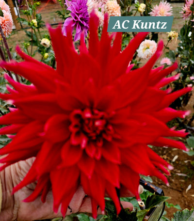AC Kuntz