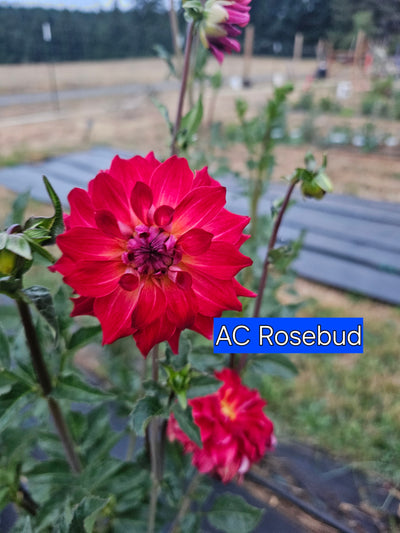 AC Rosebud