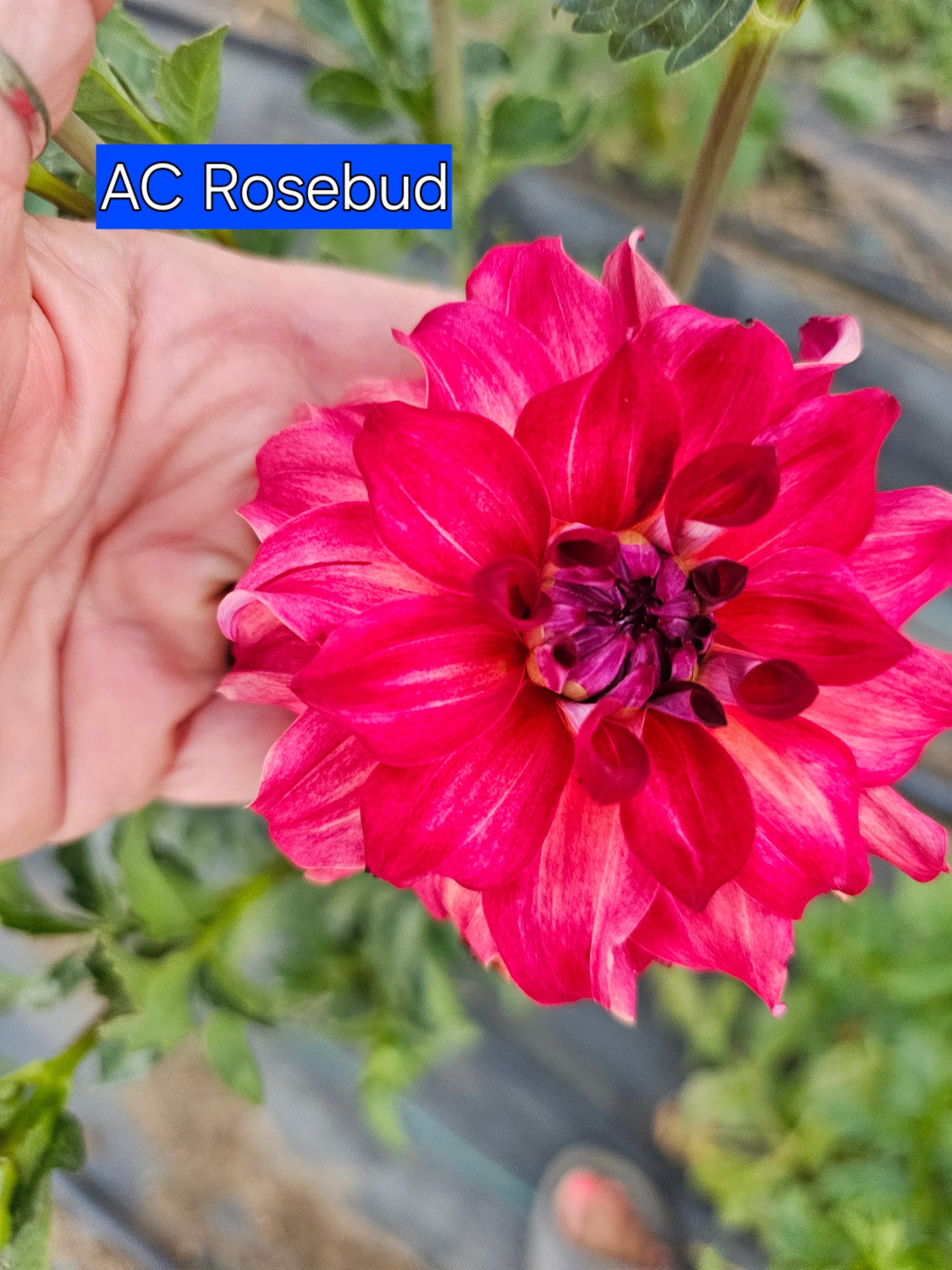 AC Rosebud