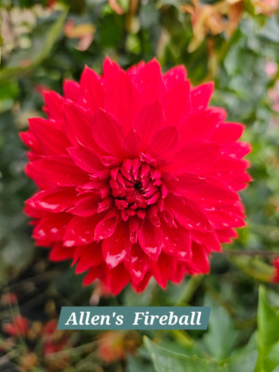 Allen's Fireball
