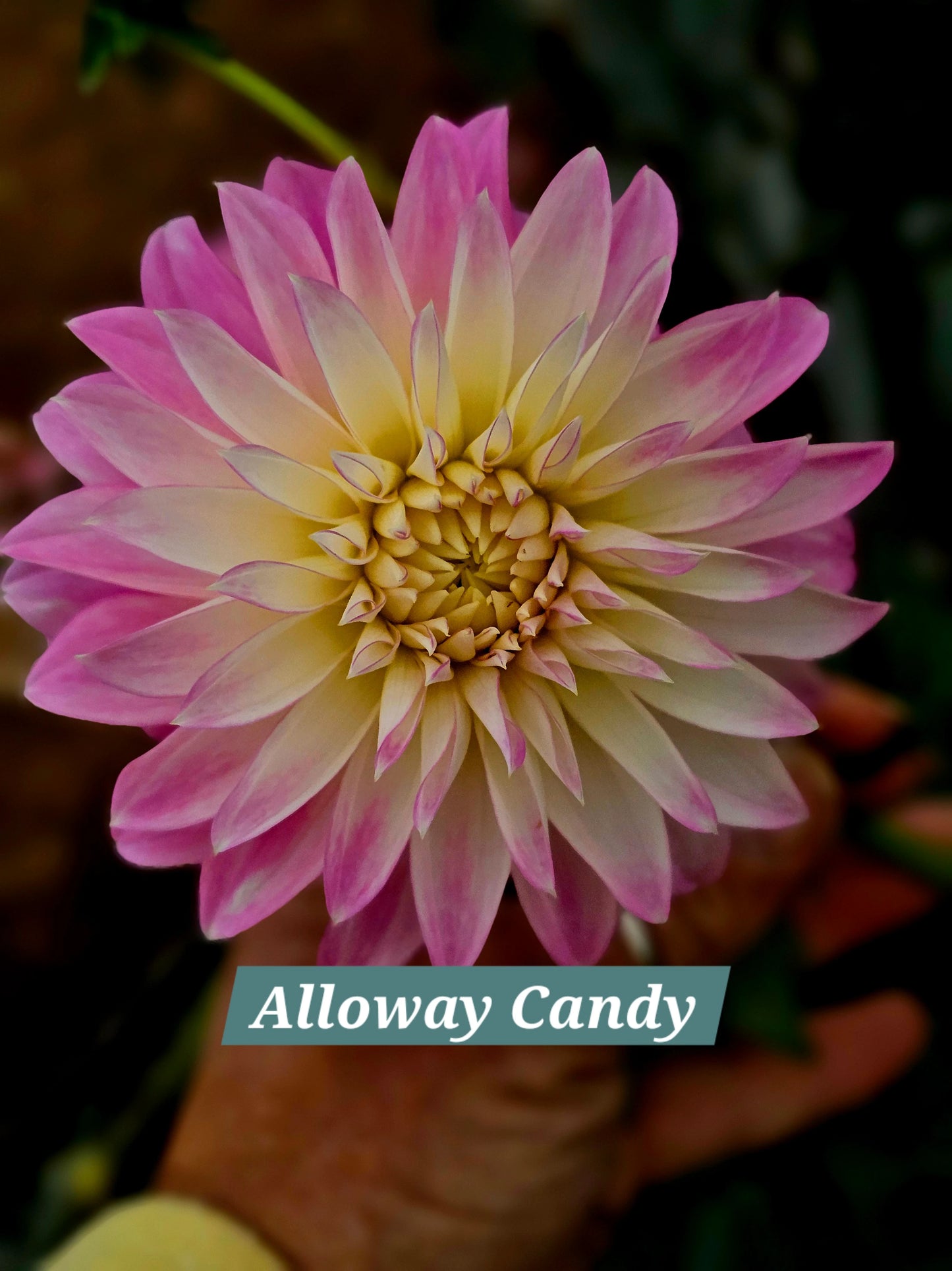 Alloway Candy