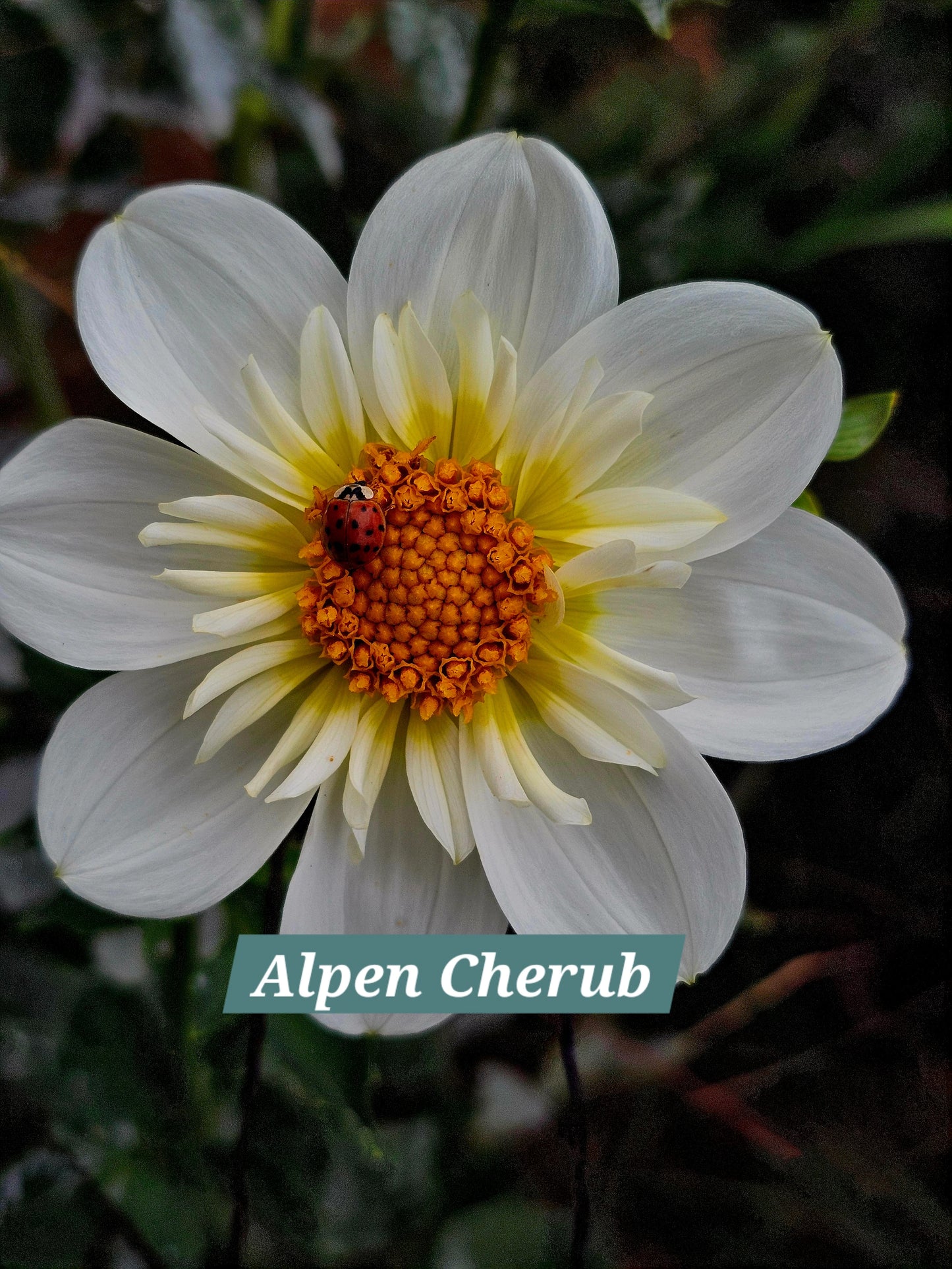 Alpen Cherub