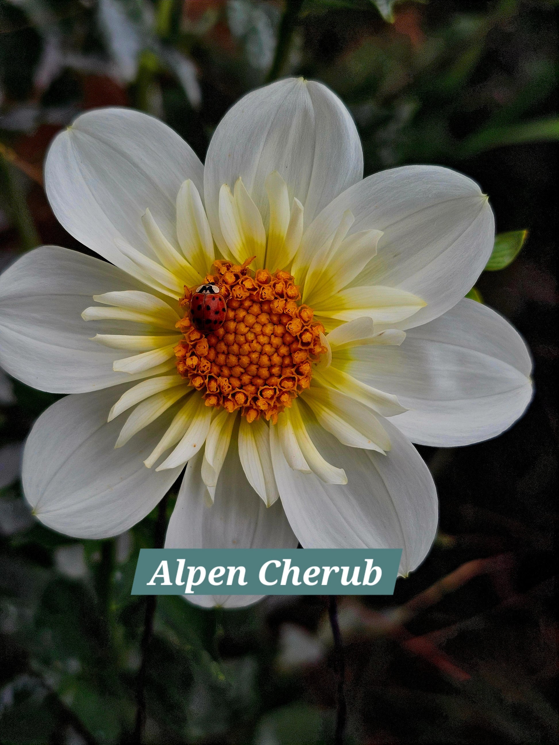 Alpen Cherub