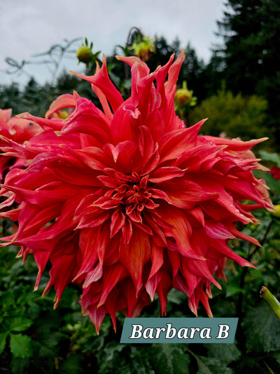 Barbara B