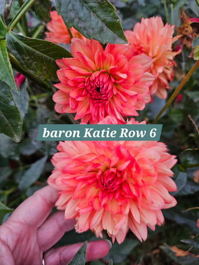 Baron Katie