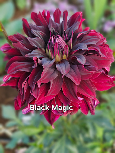 Black Magic