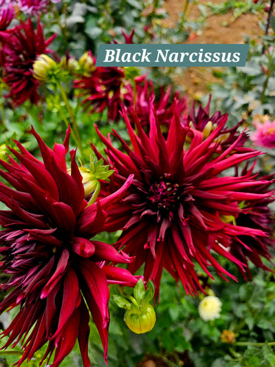 Black Narcissus